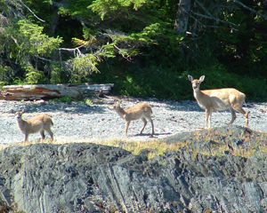 Sitka blacktail deed often congregate on smaller islands to escape from wolves.